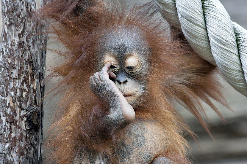 Adorable baby orangutan