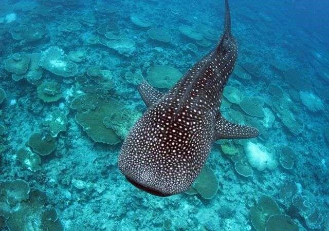 Ban Shark Fin Soup - Bite-Back