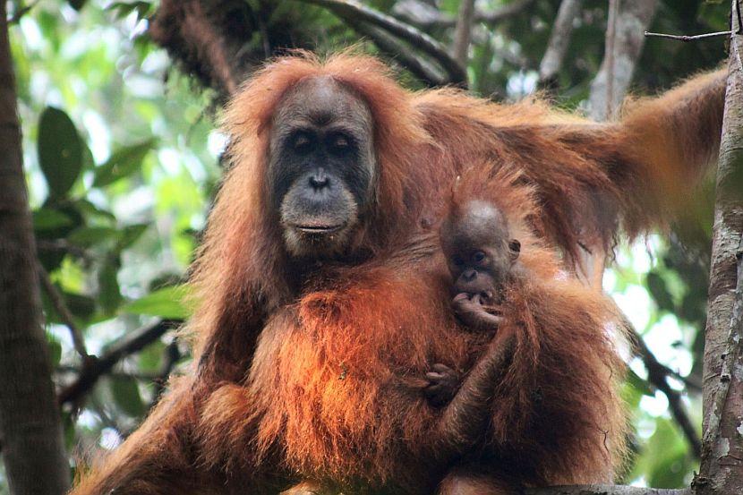 Tapanuli orangutans