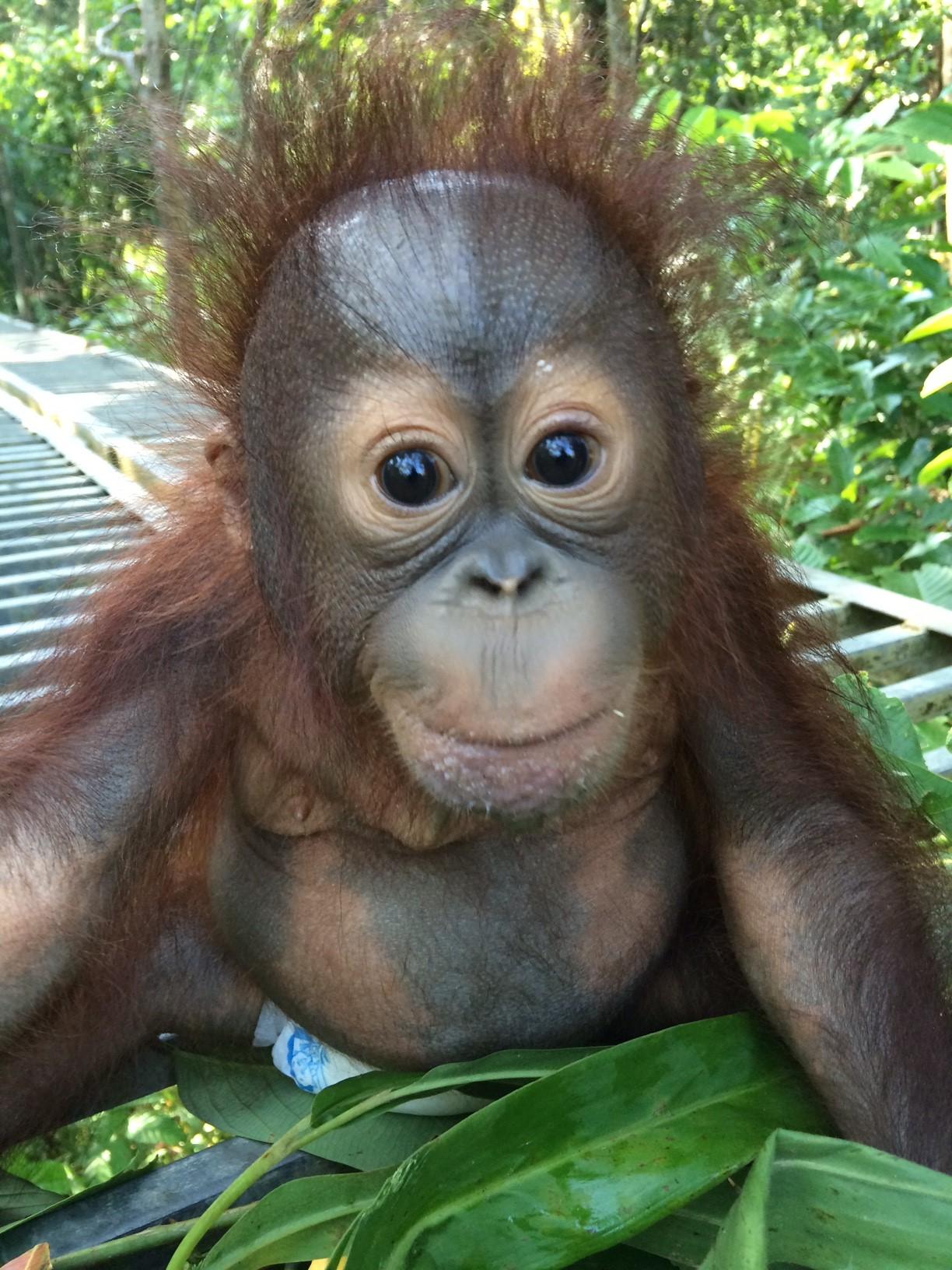 Meet Josh the Orphaned Baby Borneo Orangutan