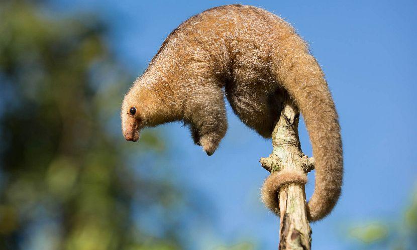 Where do anteaters live? Depends on how you define 'anteater