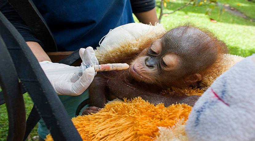 Baby orangutan eating