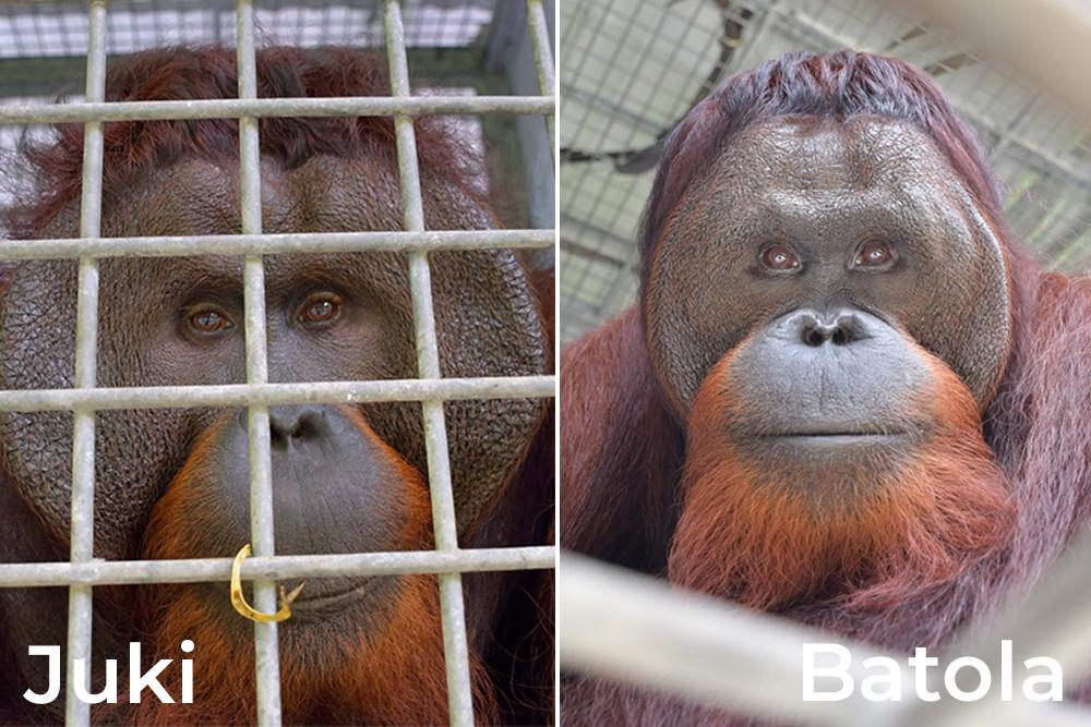 Juki and Batola Orangutans