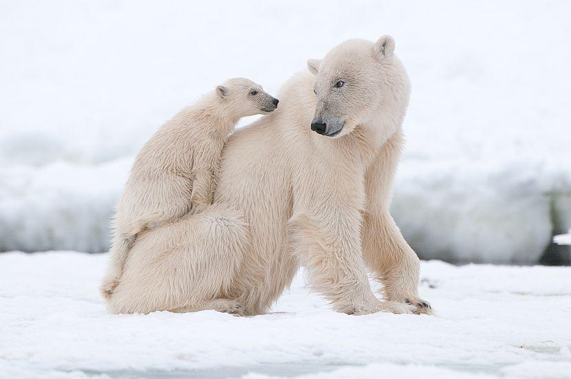 Polar bear and baby