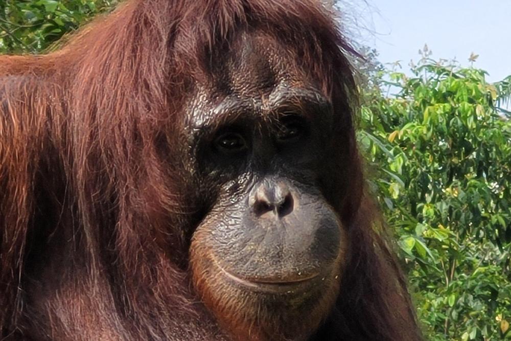 Orangutan up close