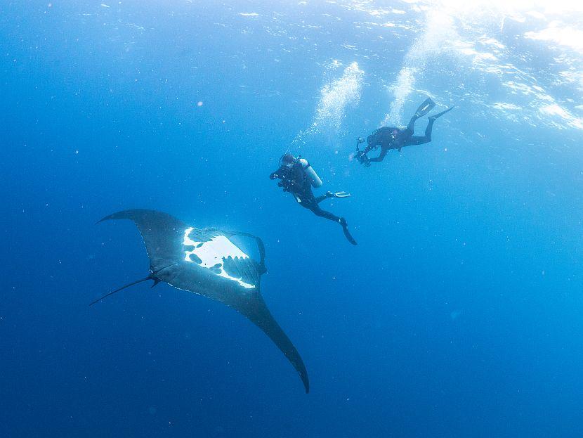 Diving with a Manta Ray