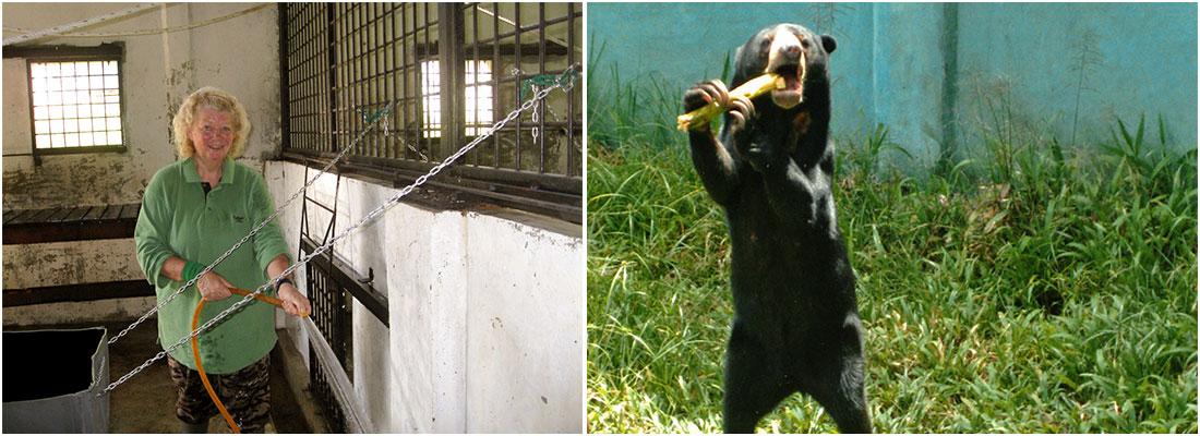 Sun Bear Enclosure The Great Orangutan Project