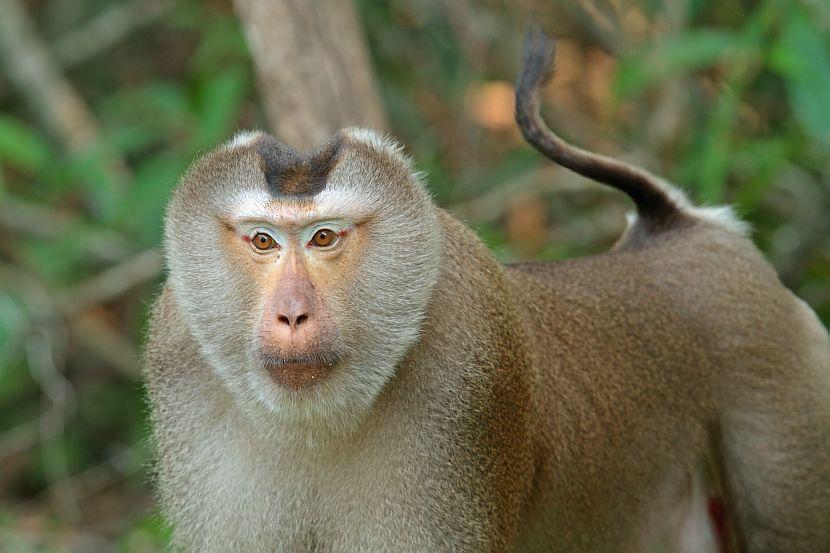 Pig Tailed Macaque