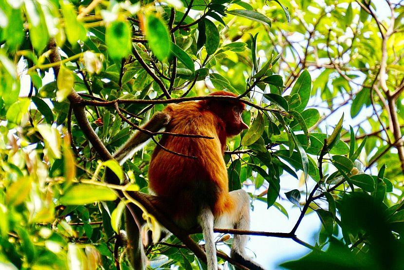 Proboscis Monkey Borneo