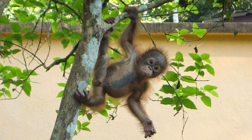 Baby Orangutan Hanging From Tree The Great Orangutan Project