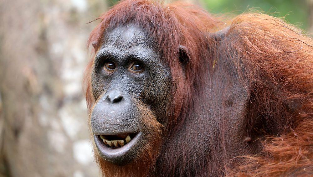 Cheeky orangutan