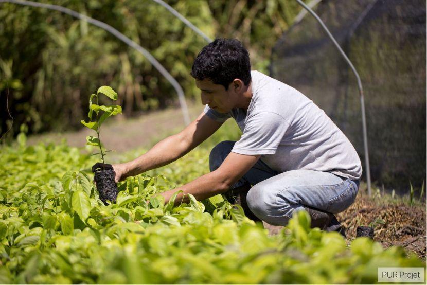 Peru Ecosia Tree Planting Project 
