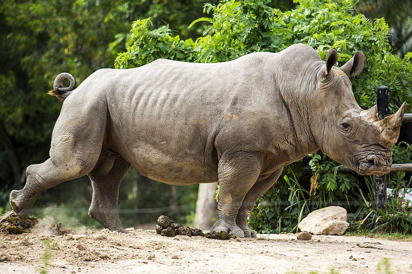 Most Endangered Animals - The Top 5 | The Great Projects Most Endangered Animals - The Top 5 | The Great Projects