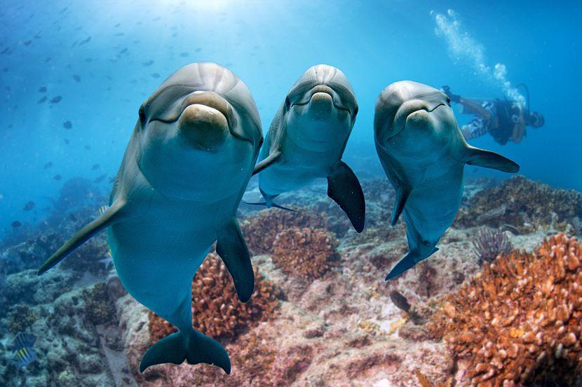 Top 5 Most Intelligent Animals On Earth | The Great Projects Top 5 Most Intelligent Animals On Earth | The Great Projects