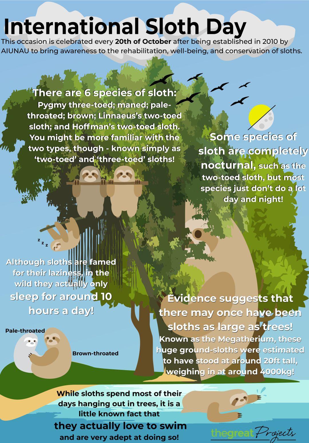 International Sloth Day Infographic - The Great Projects