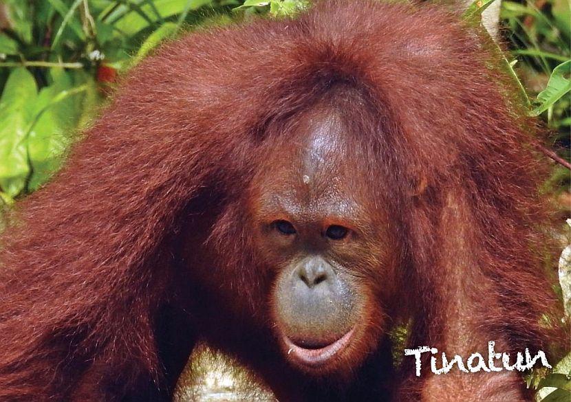 Samboja Lestari Orangutan Release May 2018