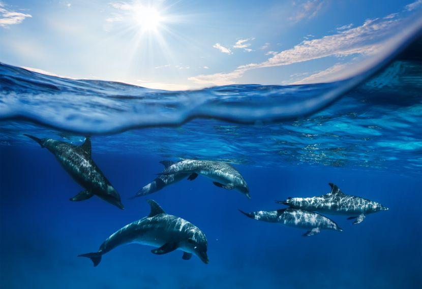 Dolphin pictures