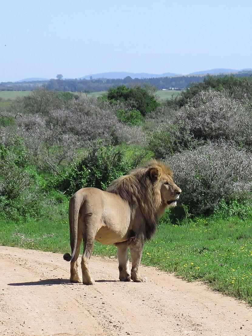 South Africa Lion