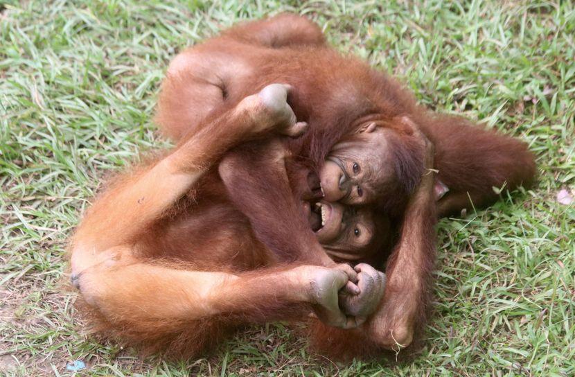young orangutans playing at The Great Orangutan Project