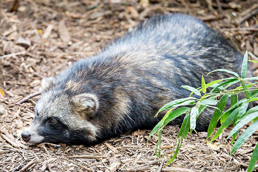 Sleeping Raccoon Dog