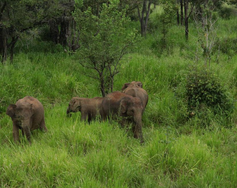 Wild Asian Elephants In Sri Lanka