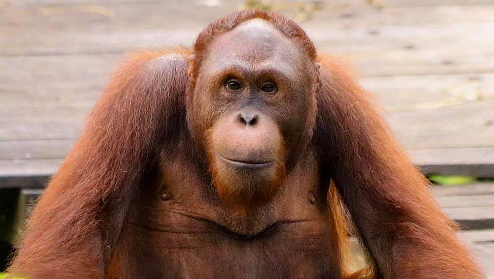 Doc - The Great Orangutan Project