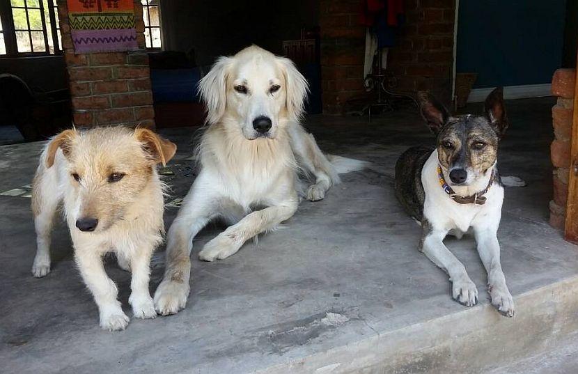 Dogs in Zimbabwe