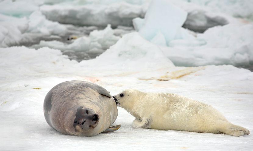 Harp seal and baby