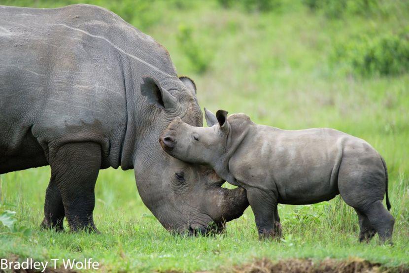 Baby Rhino and Mother on Rhino and Elephant Conservation Project