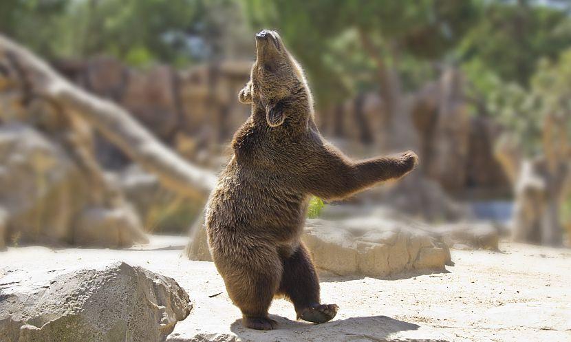 Dancing bear