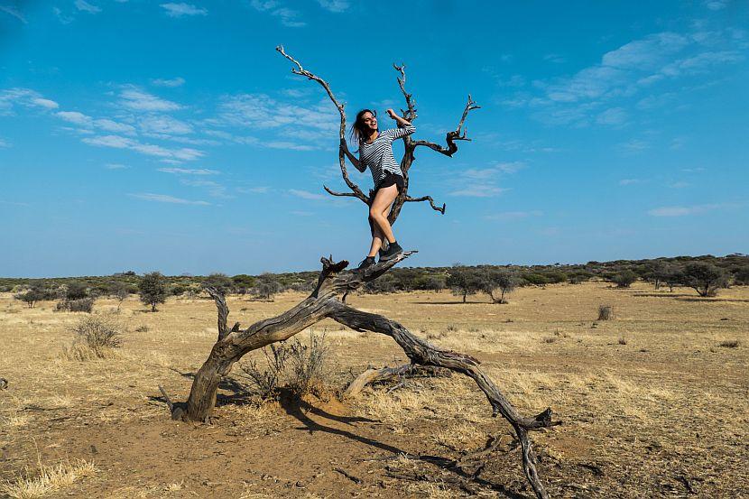 Volunteer in a tree in Namibia