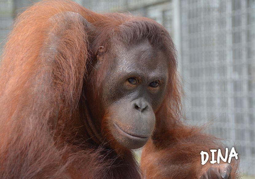 Dina the orangutan