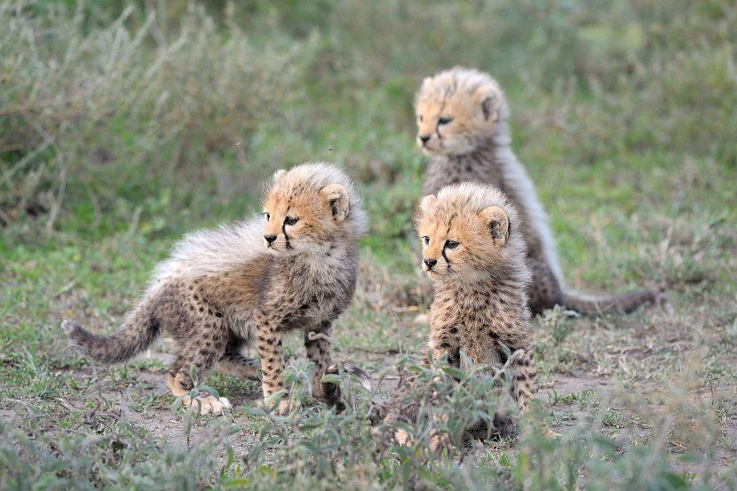 Cheetah Cubs In Africa