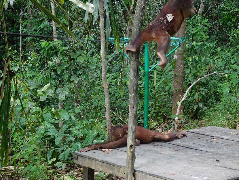 Two baby orangutans 