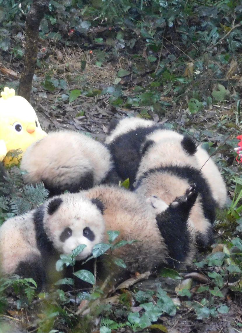 Pandas Playing 