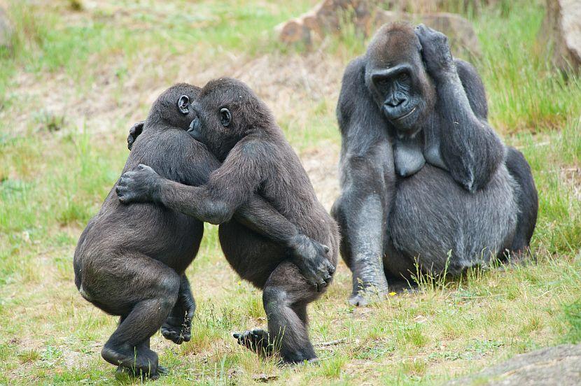Dancing gorillas