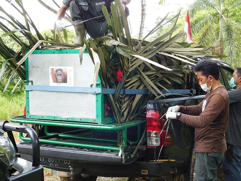 Orangutan on its journey to release in Borneo