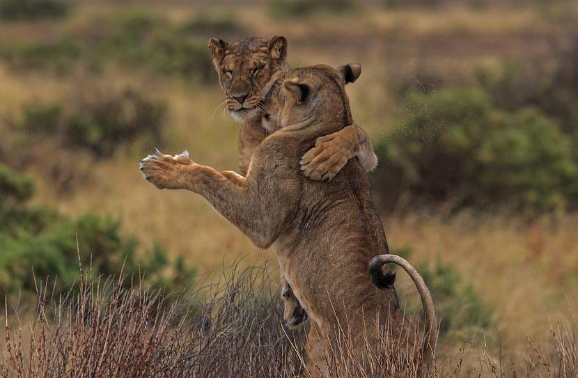 Dancing lions