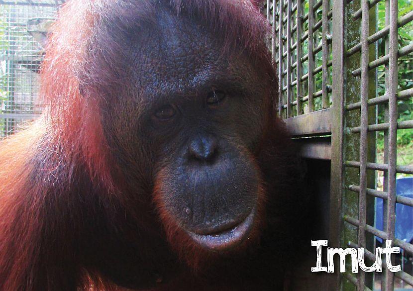 Imut the orangutan picture