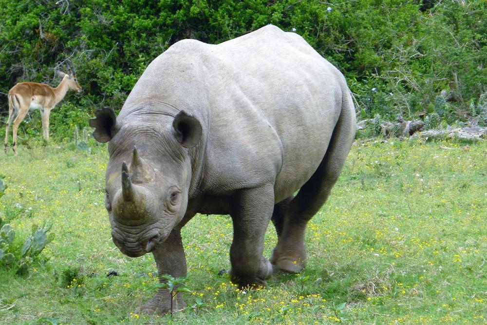 Rhino sighting at the Kariega 'Big 5' Conservation Project