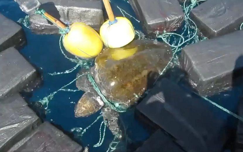 Turtle attached to cocaine