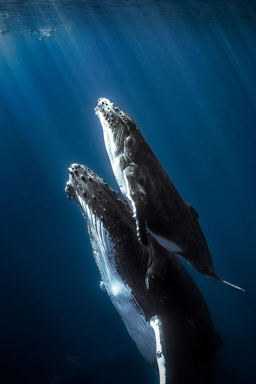 Read our top 5 Whale Facts! | The Great Projects