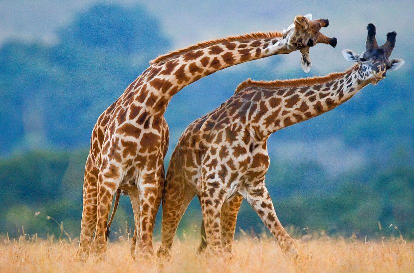 Dancing giraffes