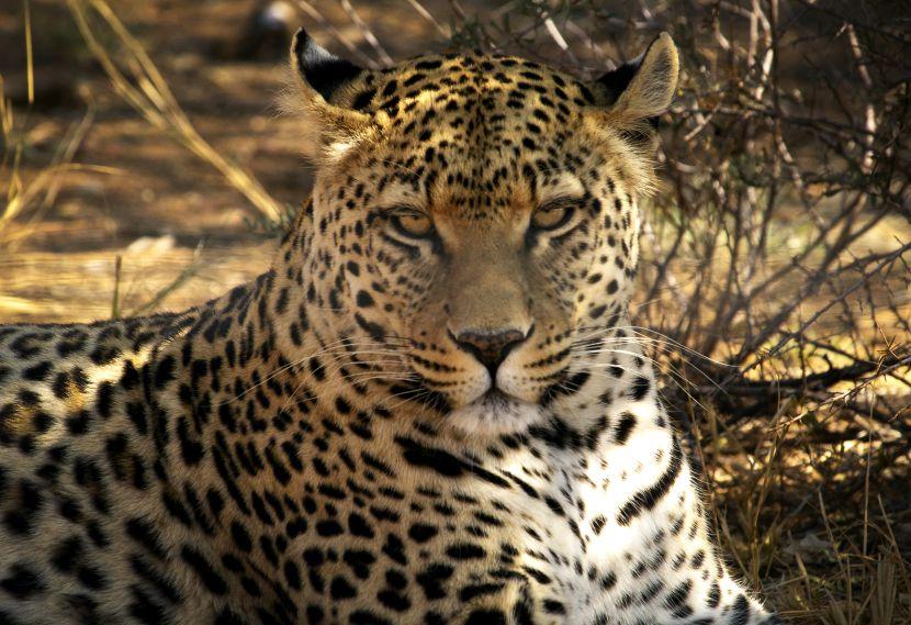 Leopard At Namibia Wildlife Sanctuary