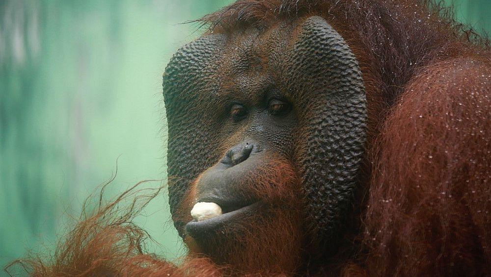 Peter - The Great Orangutan Project