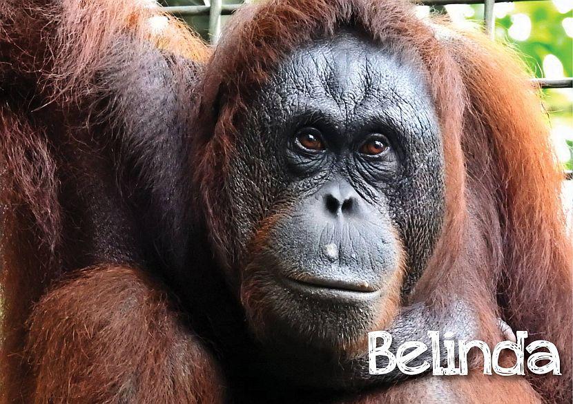 Belinda the orangutan picture