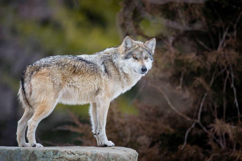 how many mexican gray wolves are there 