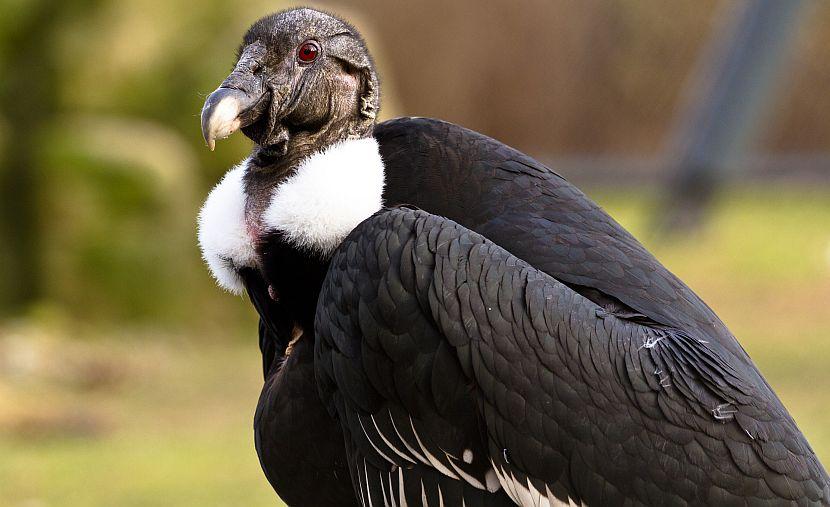 16 Endangered Animals: A Timeline | The Great Projects 16 Endangered Animals: A Timeline | The Great Projects