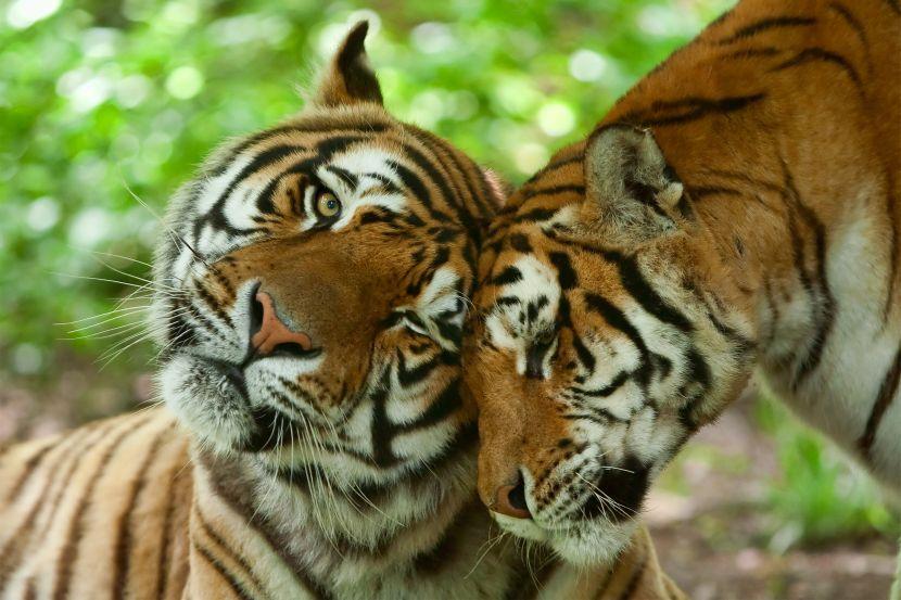 tigers cuddling 