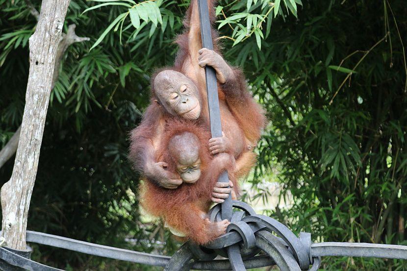 Josh and Baby Orangutan